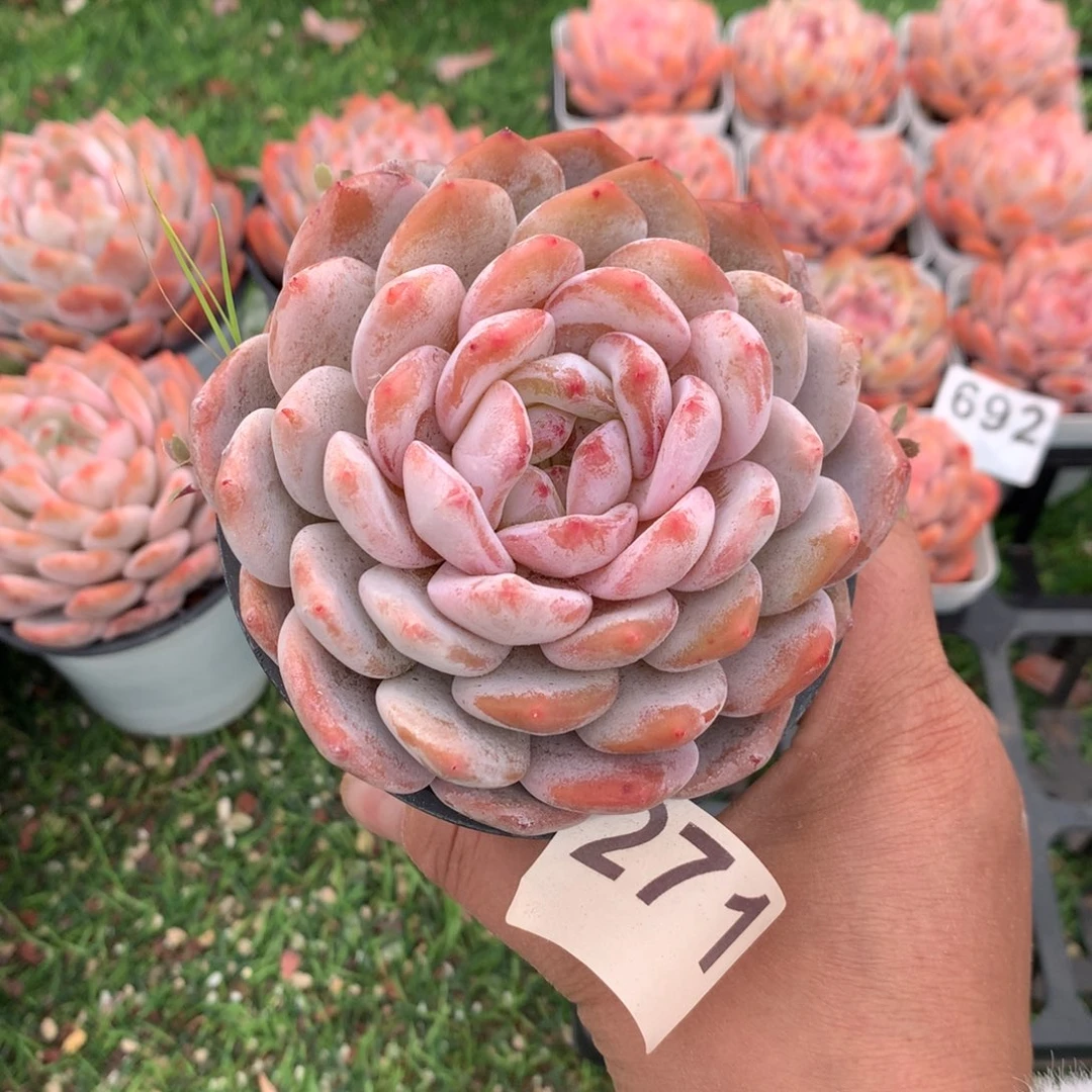 271橙子多肉植物组合