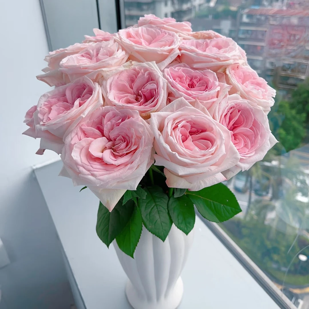粉荔枝玫瑰--【到货需要醒花，不会的联系客服】
