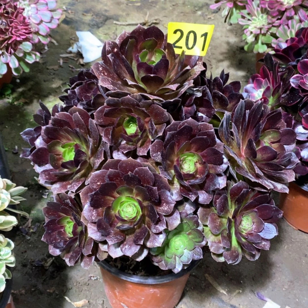 万黑多肉法师201