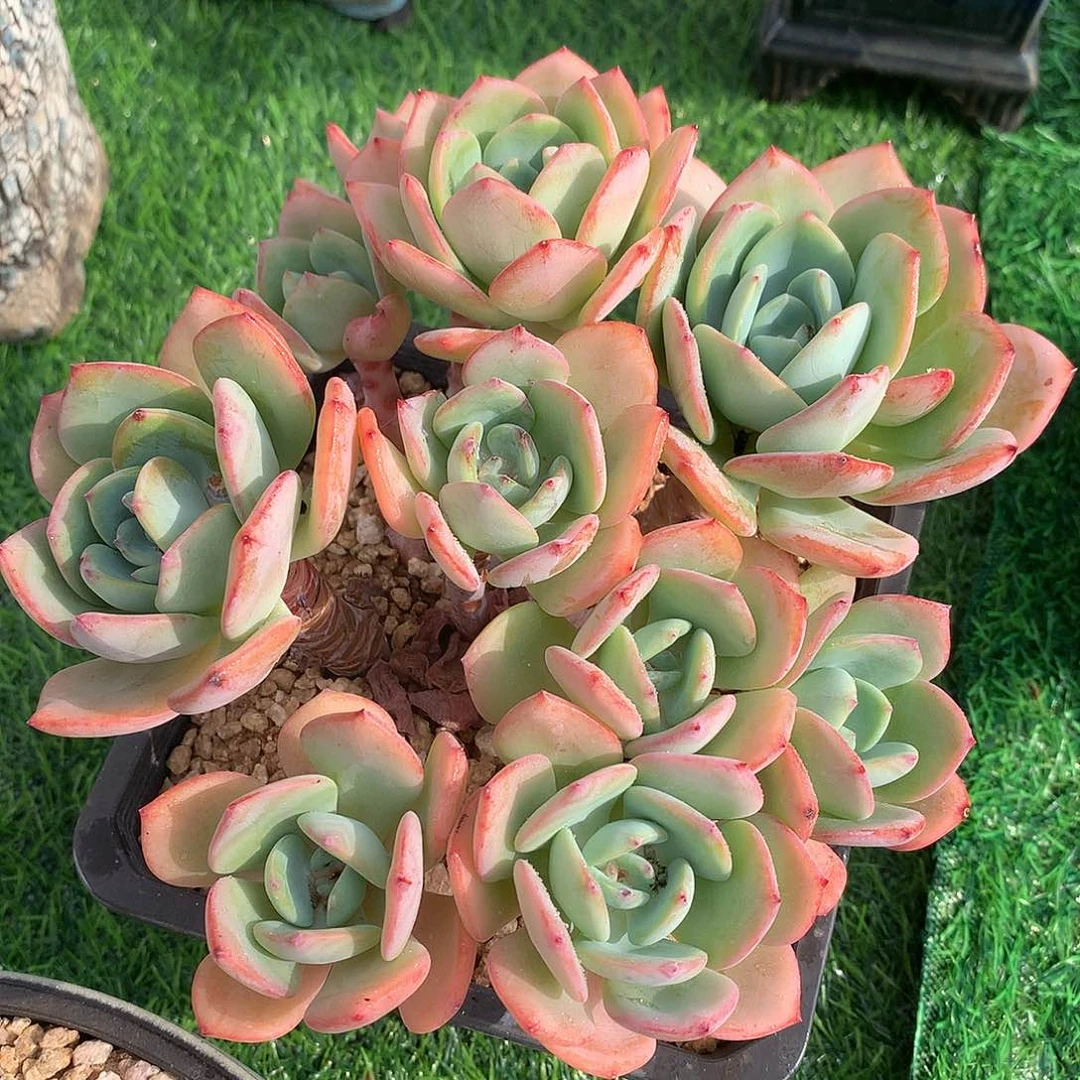 白月光15 公分一物一拍
