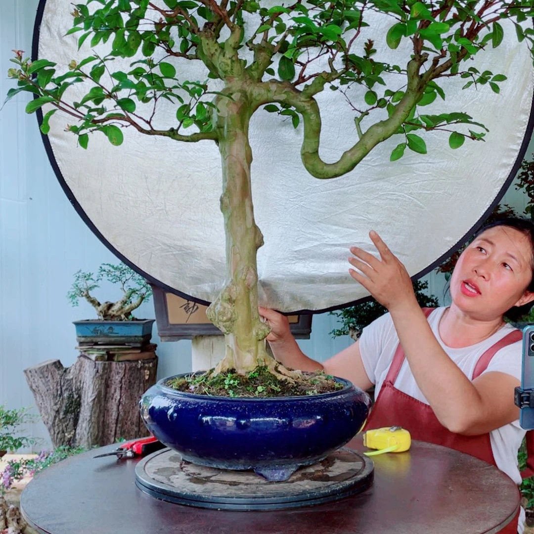 无花朵紫薇紫薇紫薇紫薇