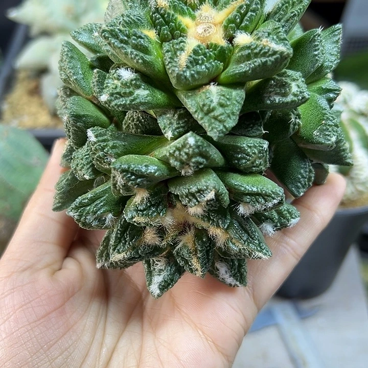 晚27号苗接龟甲牡丹无根10.1公分