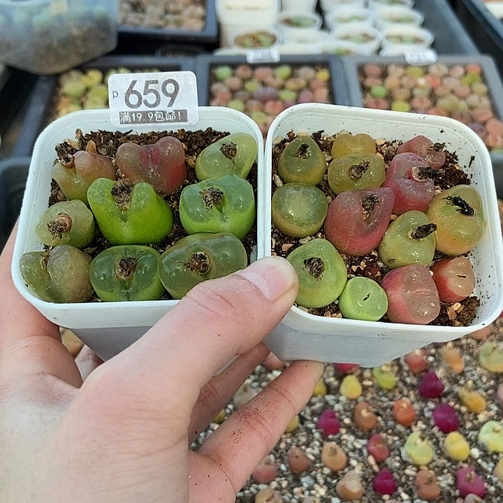 大舅生石花肉锥多肉659