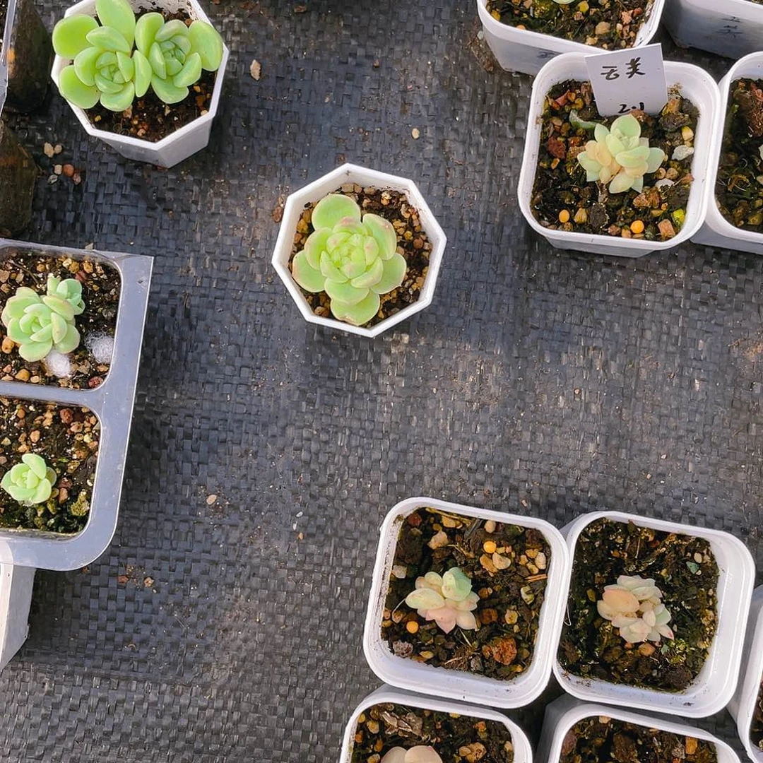 空***0单头现金一个满25包邮