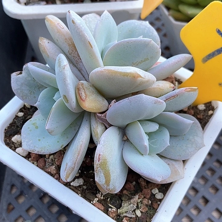多肉植物奶茶群731