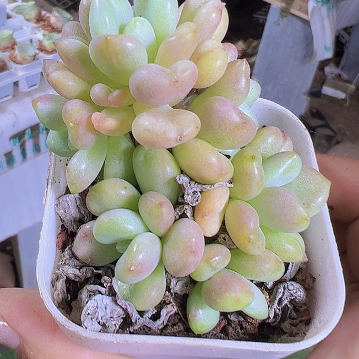 老桩比尔盖茨19包邮