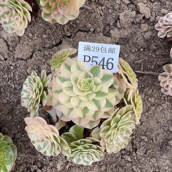 546倾城多肉植物