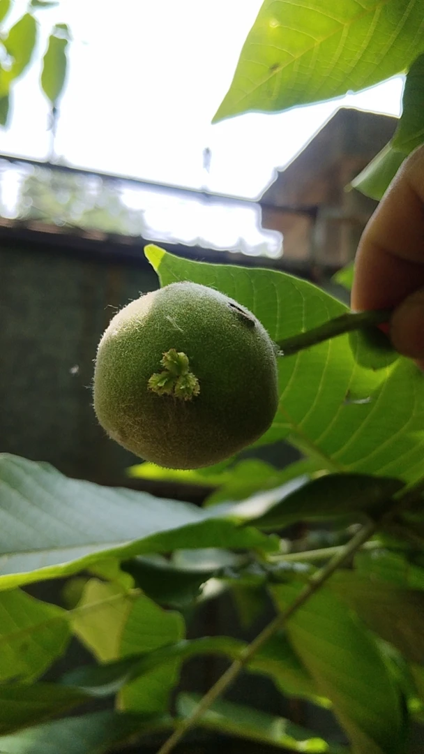 青皮带开，不退不换，看好下单
