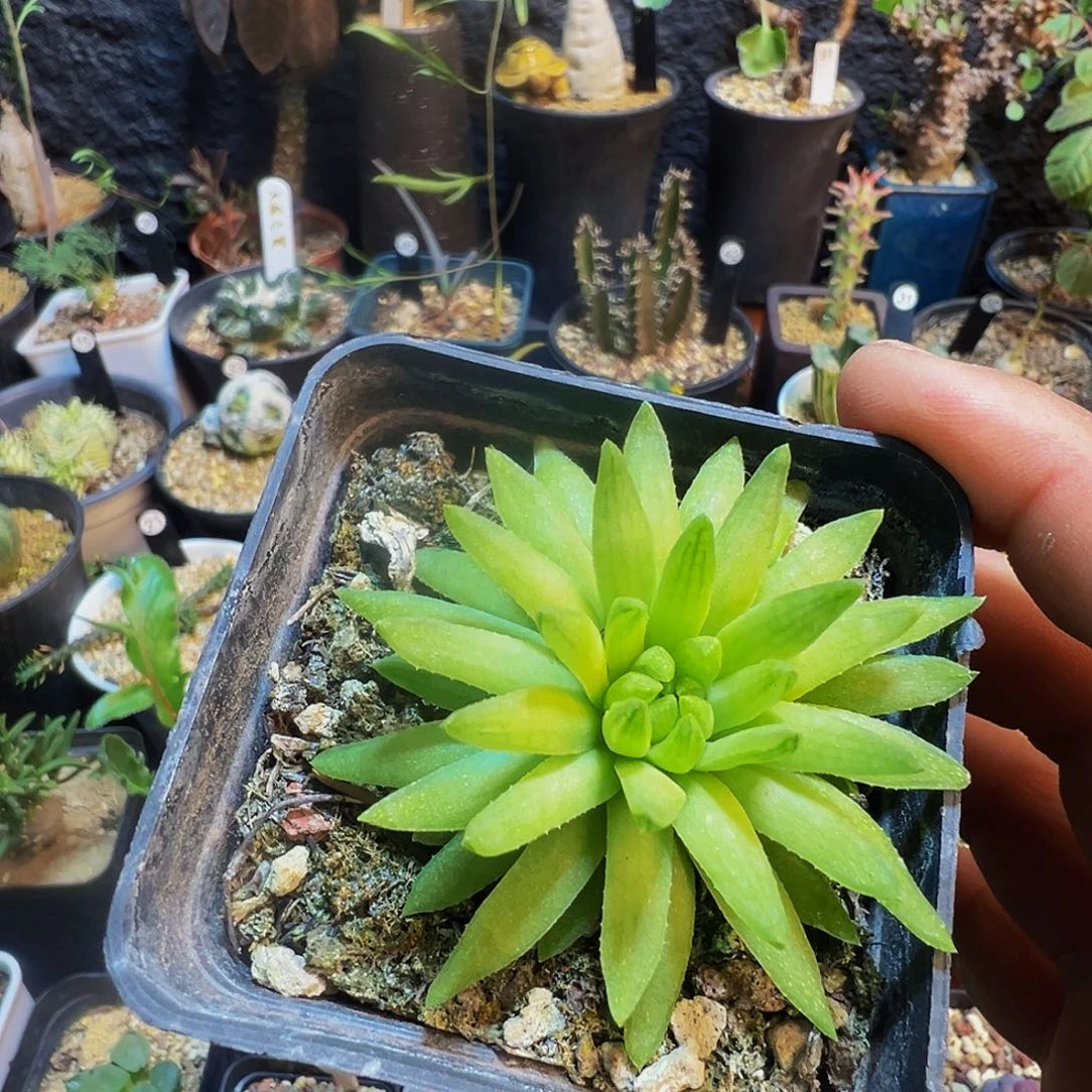 忘记名字的好植物