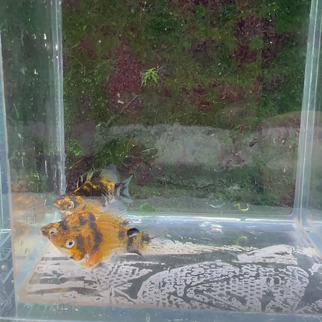 黑玛丽鱼鱼苗4条。