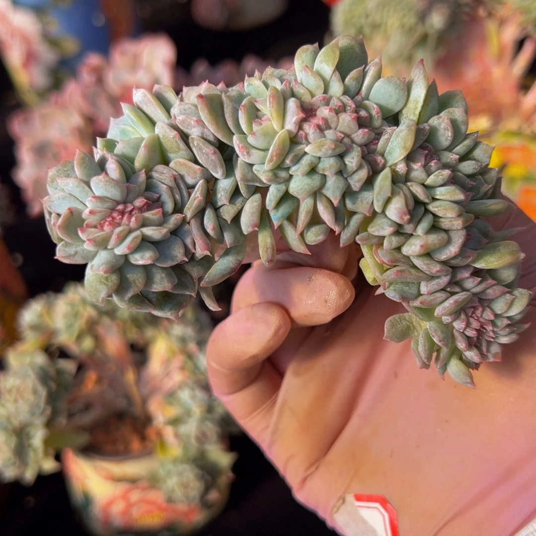 水蜜桃 新年快乐 新年快乐