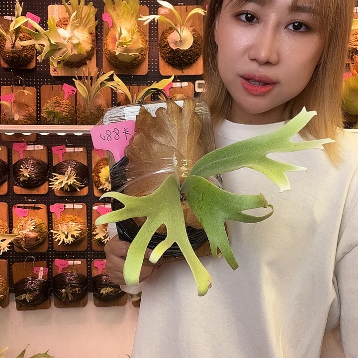 完全开放pn 月光。