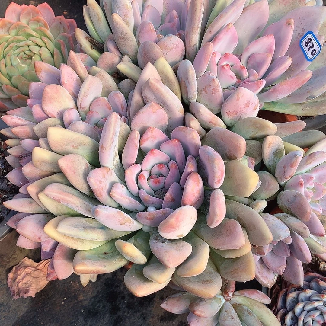 870奥普 一物一拍多肉