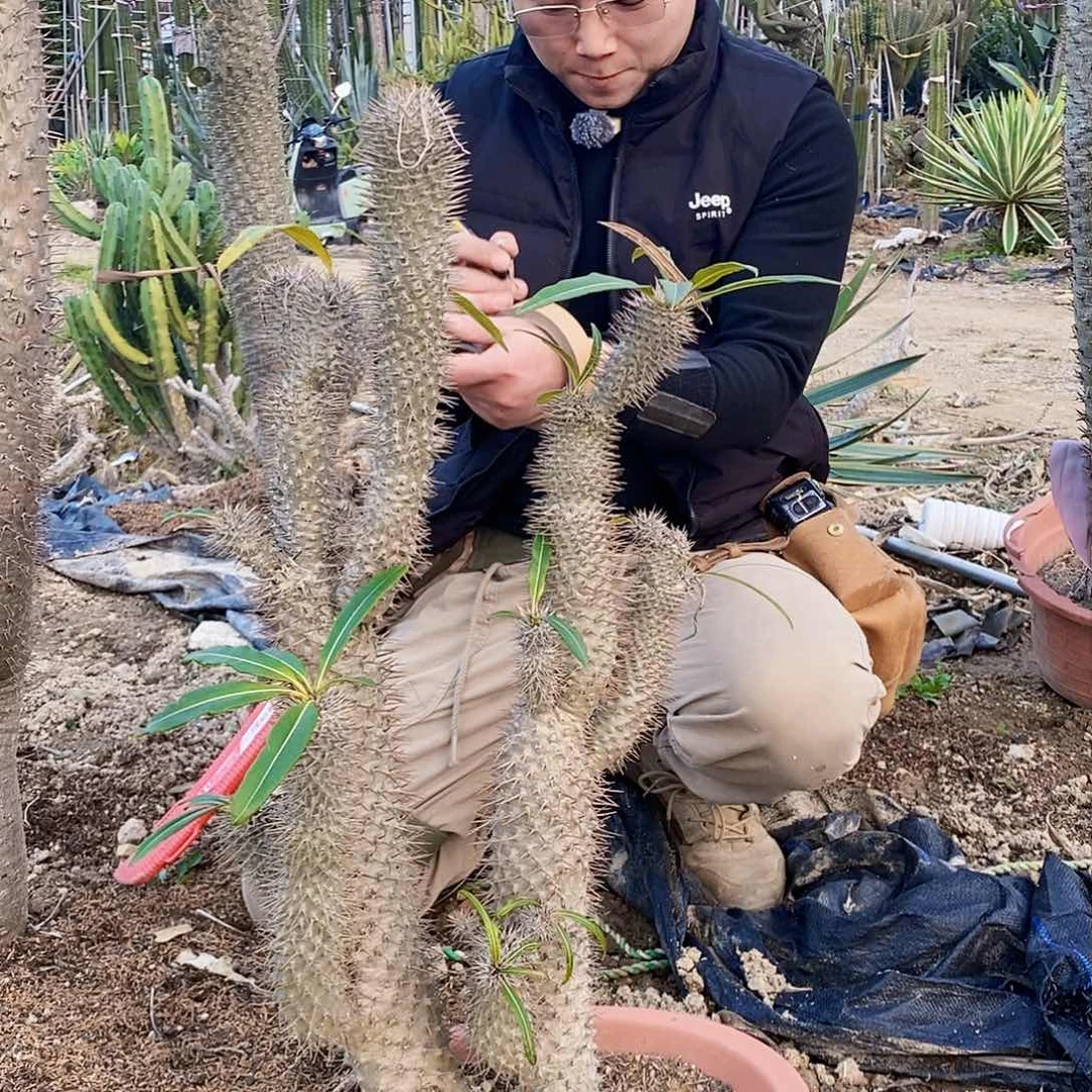 M****居霸王树一颗111111