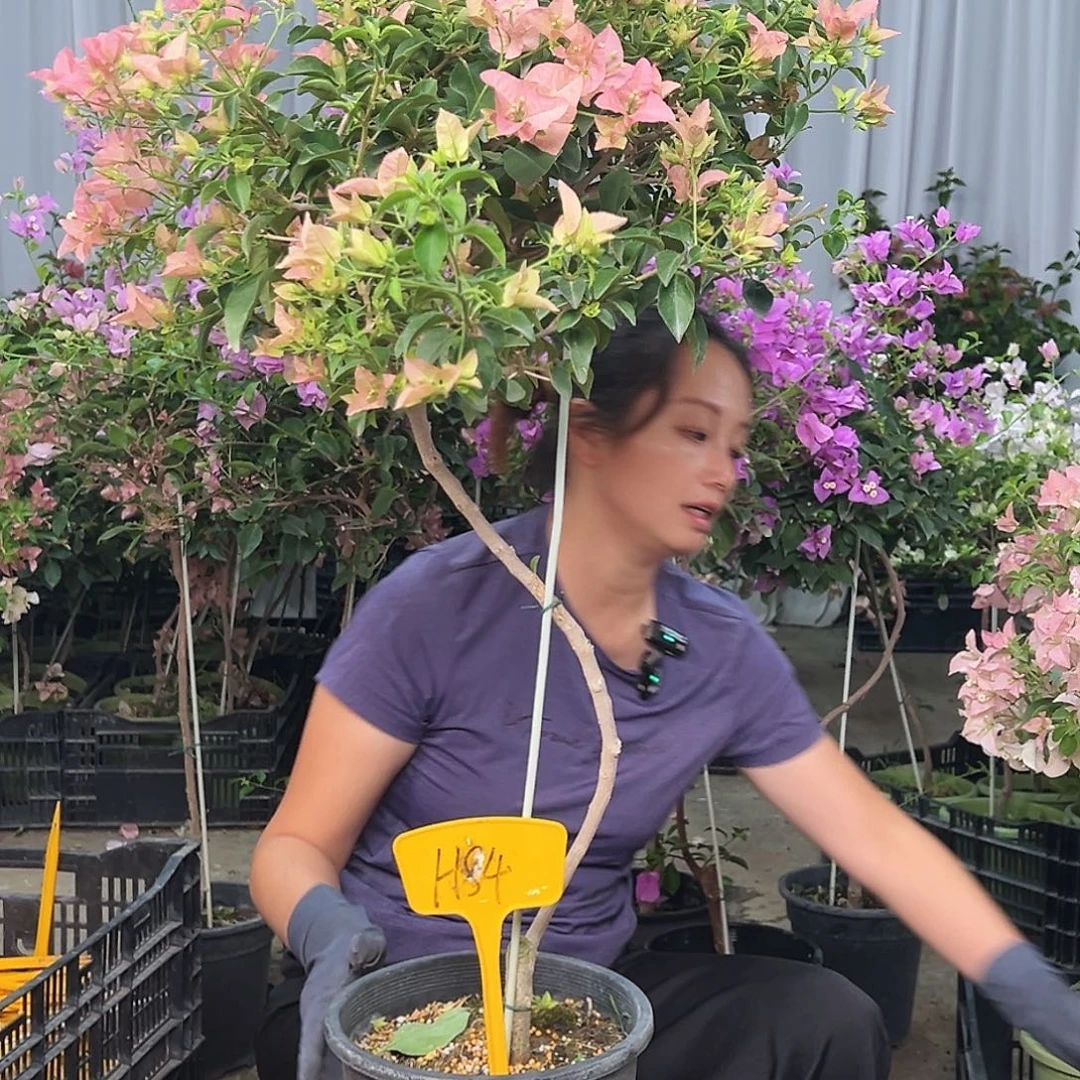蓝***空大部分花苞少量开放H84卡亚塔