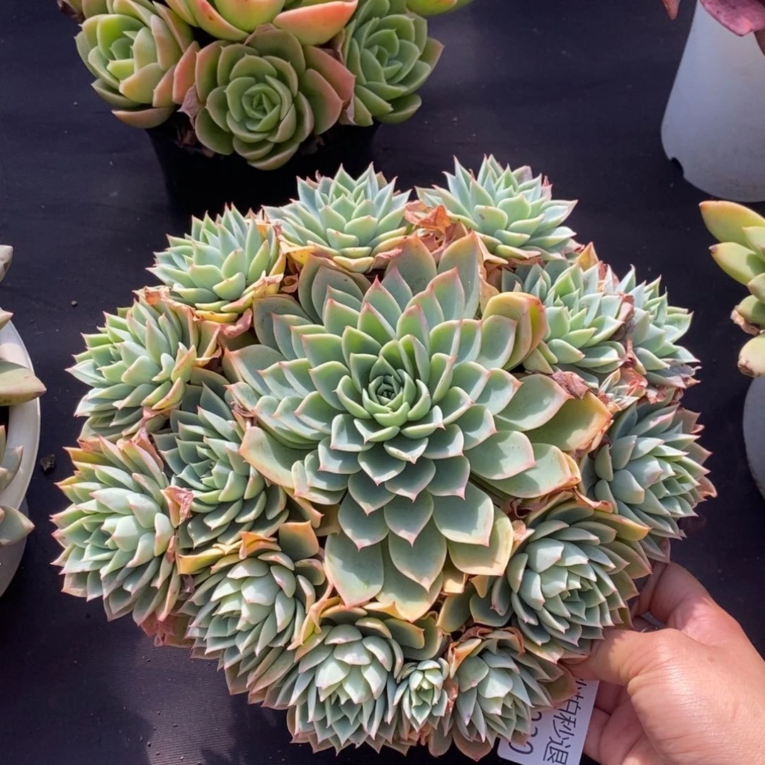 两单包邮1220-30三色堇