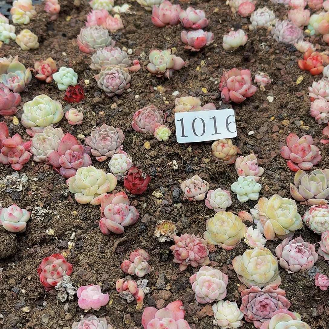 多肉植物多肉植物1016