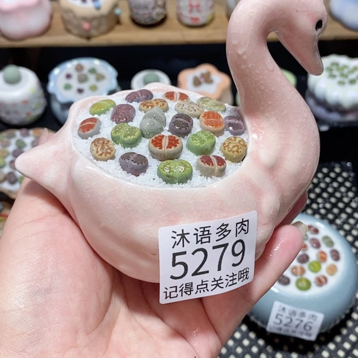 带盆土植物 一物一拍5279