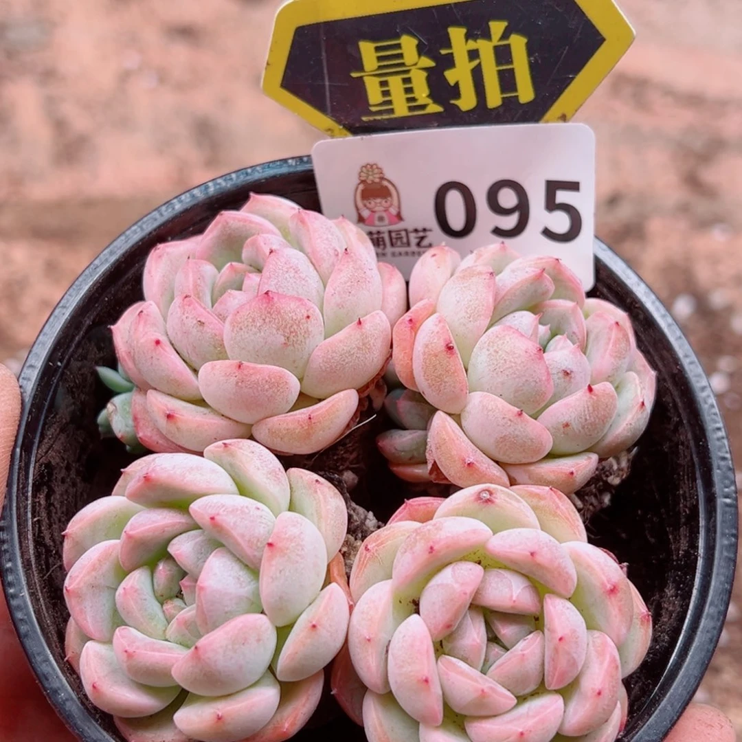 多肉植物多肉植物