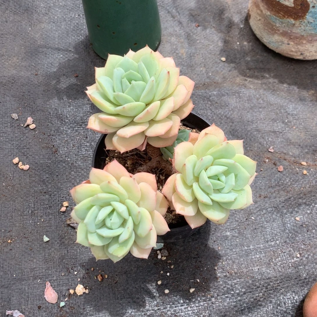 人工关节治疗和各种风湿骨裂