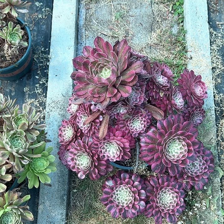 0261红同白多肉植物