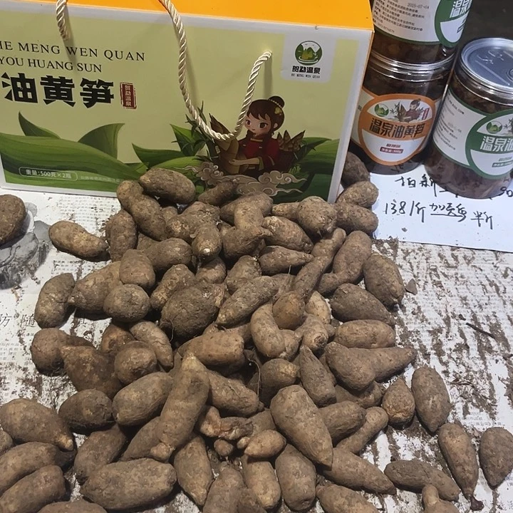 中国大陆云南新鲜下山小天麻