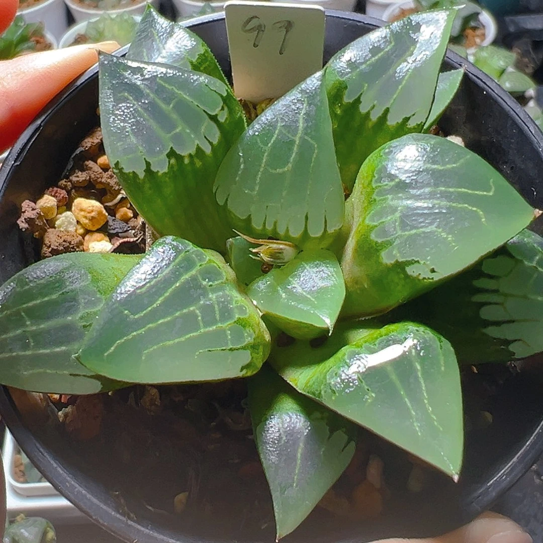 万象盆玉露99多肉