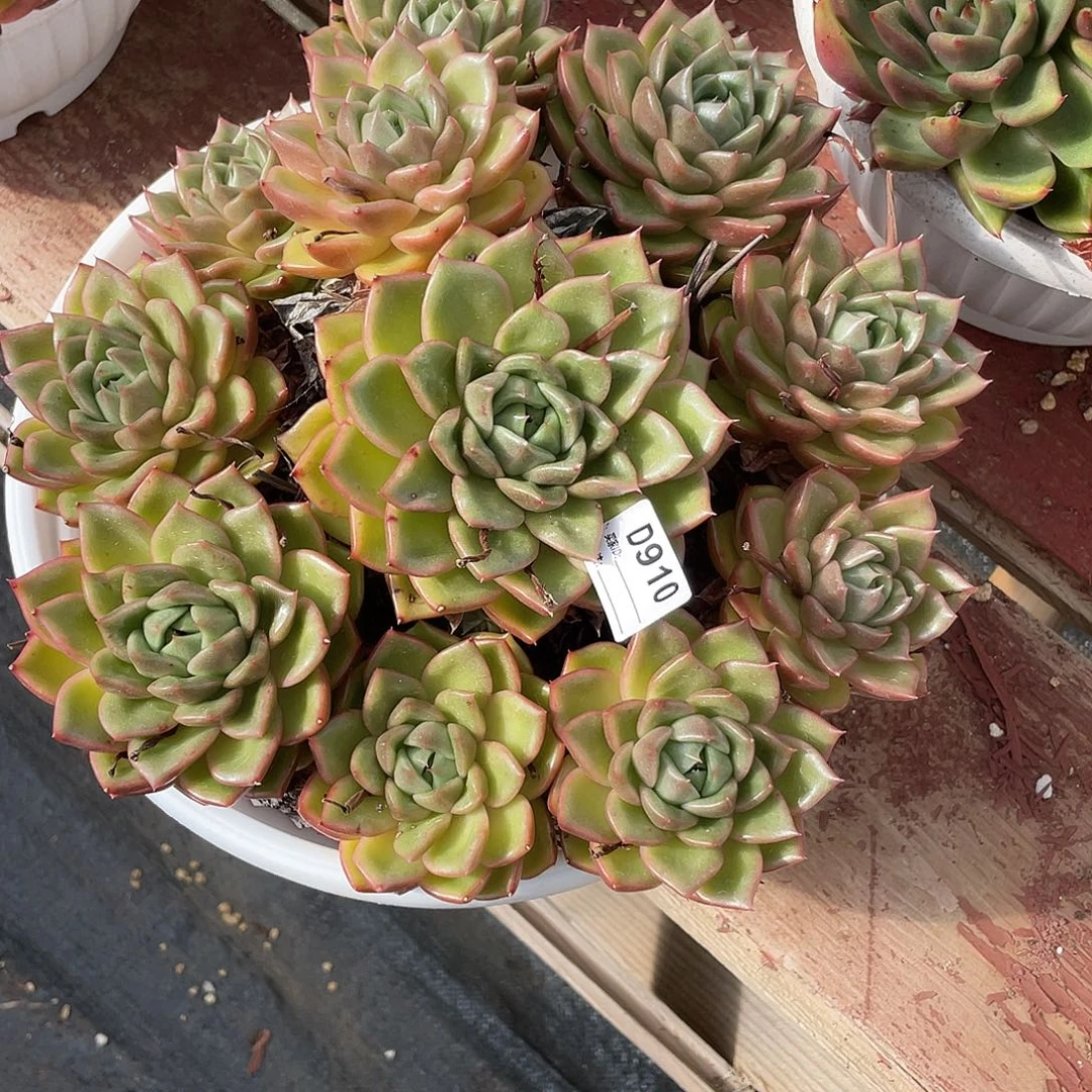 若如东云单拍D910（物流到付）