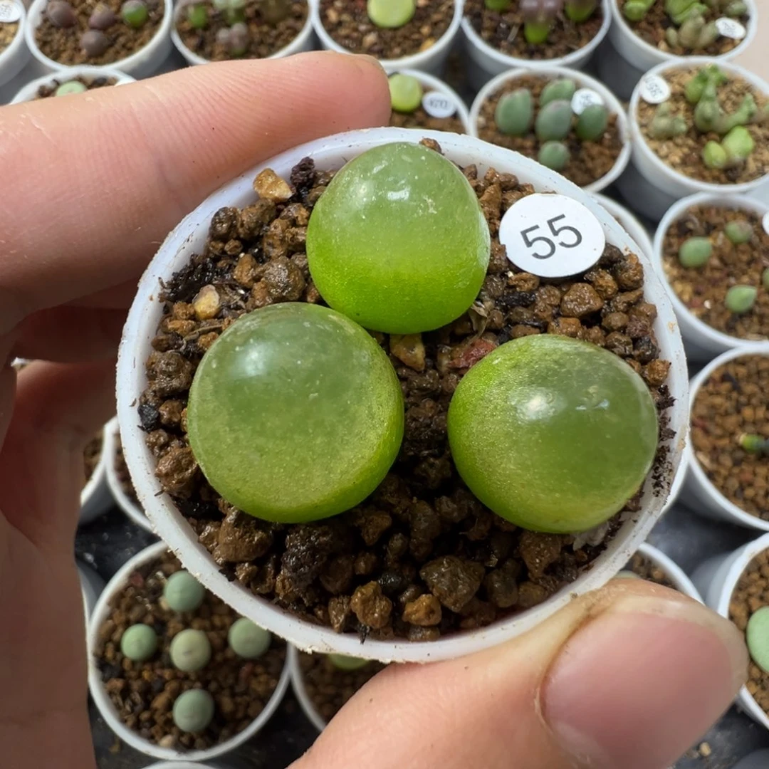 灯泡一颗脱土550000000