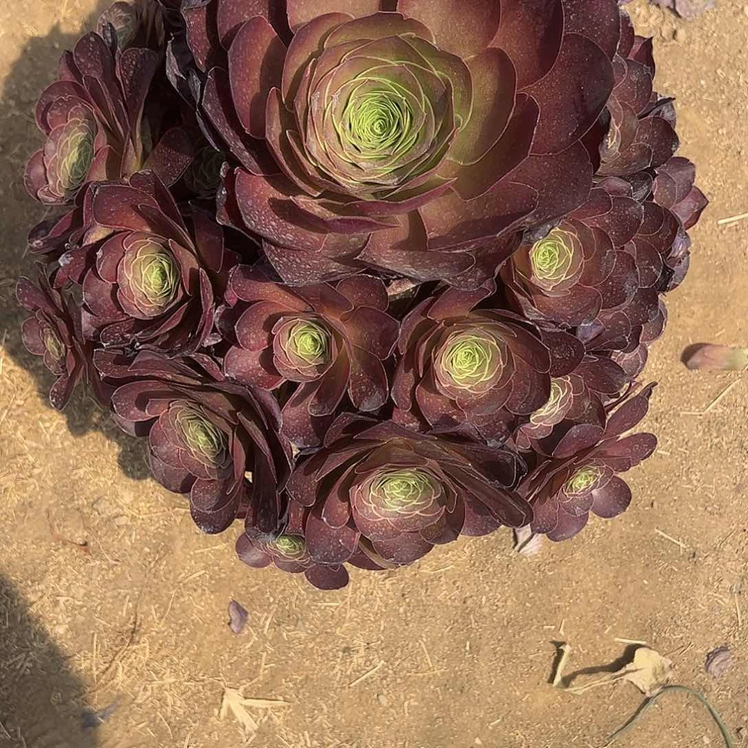 6.12/55玫瑰多肉植物2