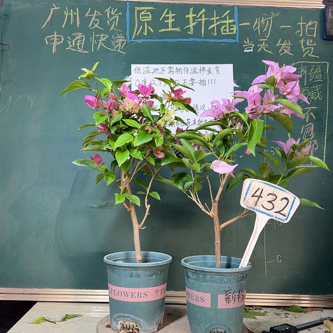 完全开放漳红樱 新加坡大宫粉 432