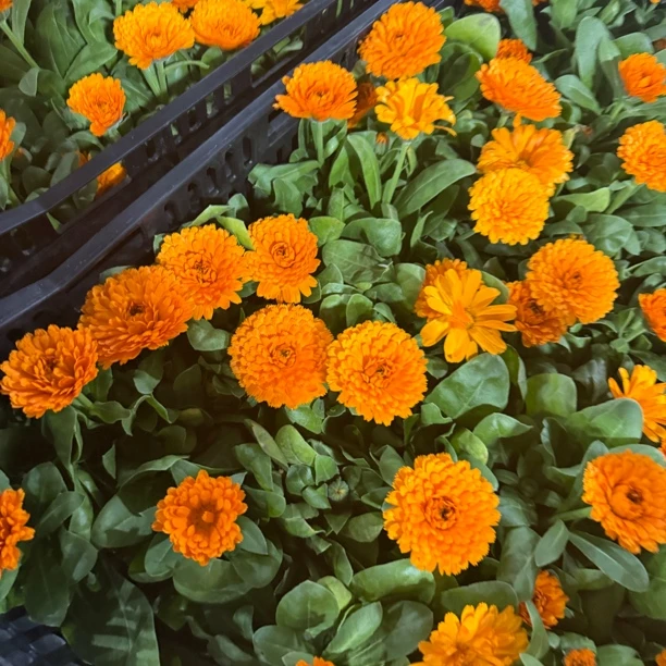 花语厘【金盏菊】花卉2盆