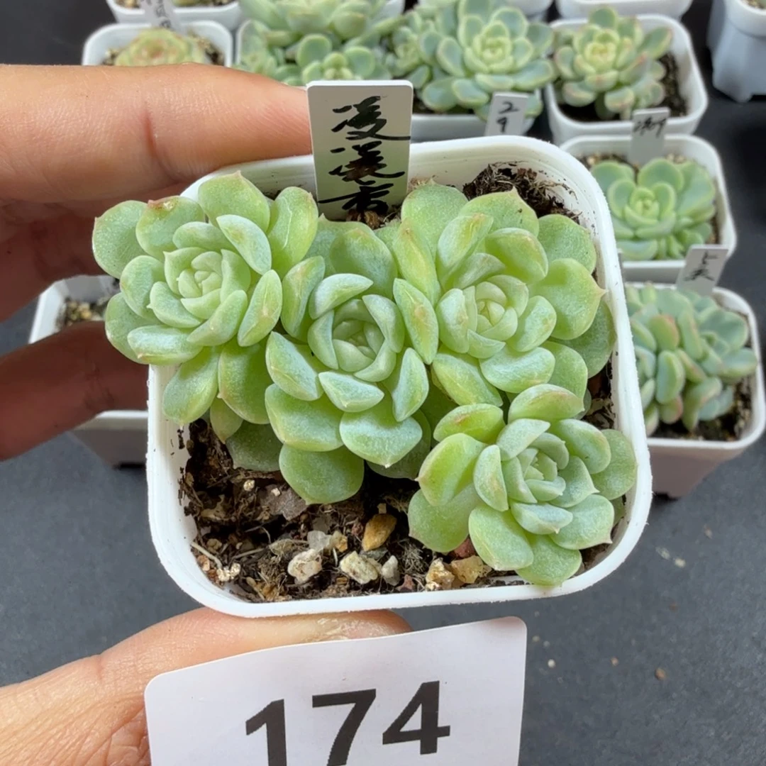 凌凌香四头一物一拍174