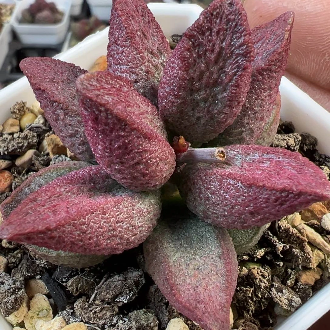 实生新品多肉植物水泡