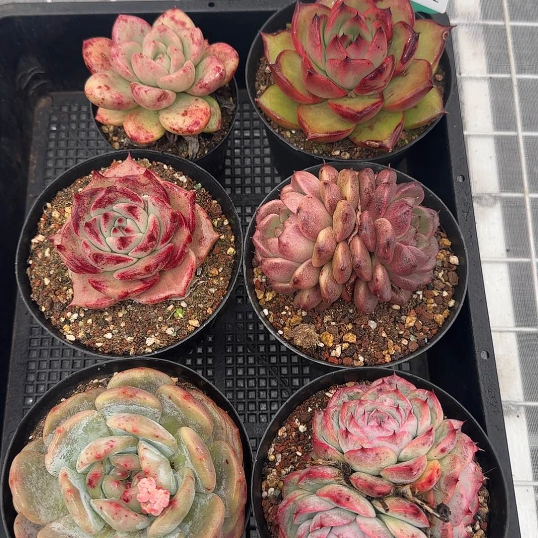 从前慢甄选多肉0119-22