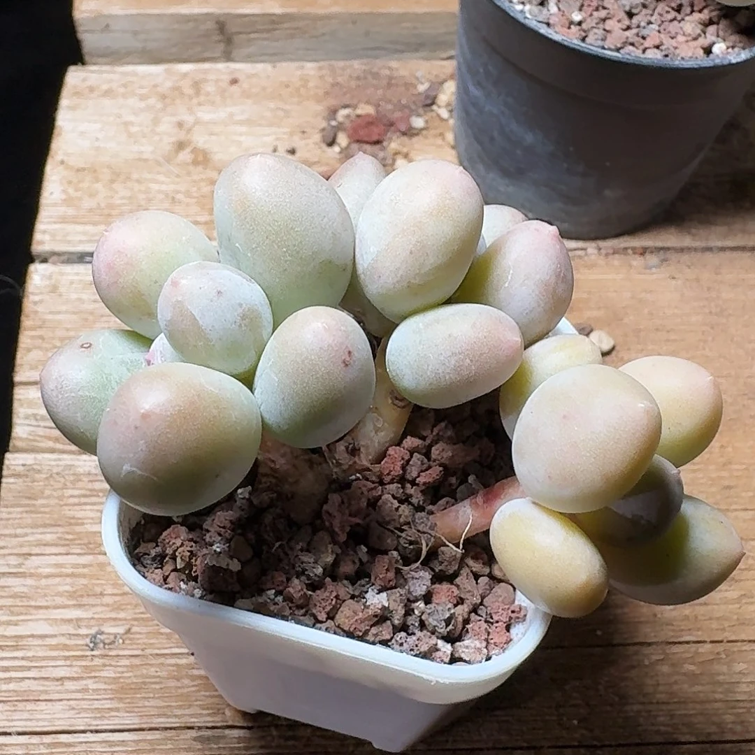 陌陌专拍米可奶多肉包整