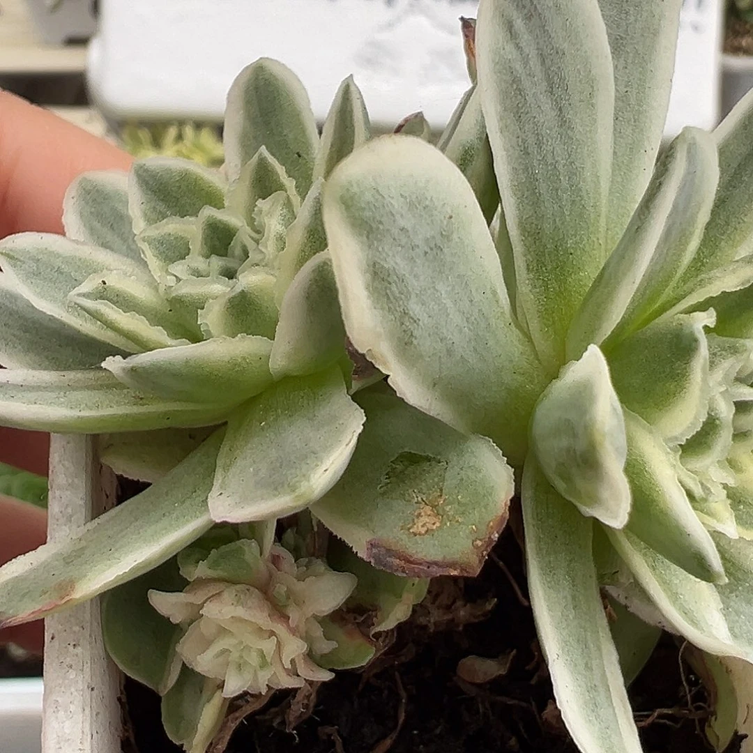 山地玫瑰锦秋夕1052号