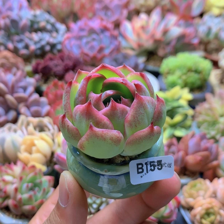 一物一拍含盆土满38包邮A155