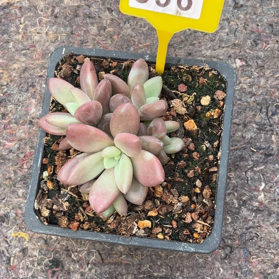 多肉植物赫菲虞536