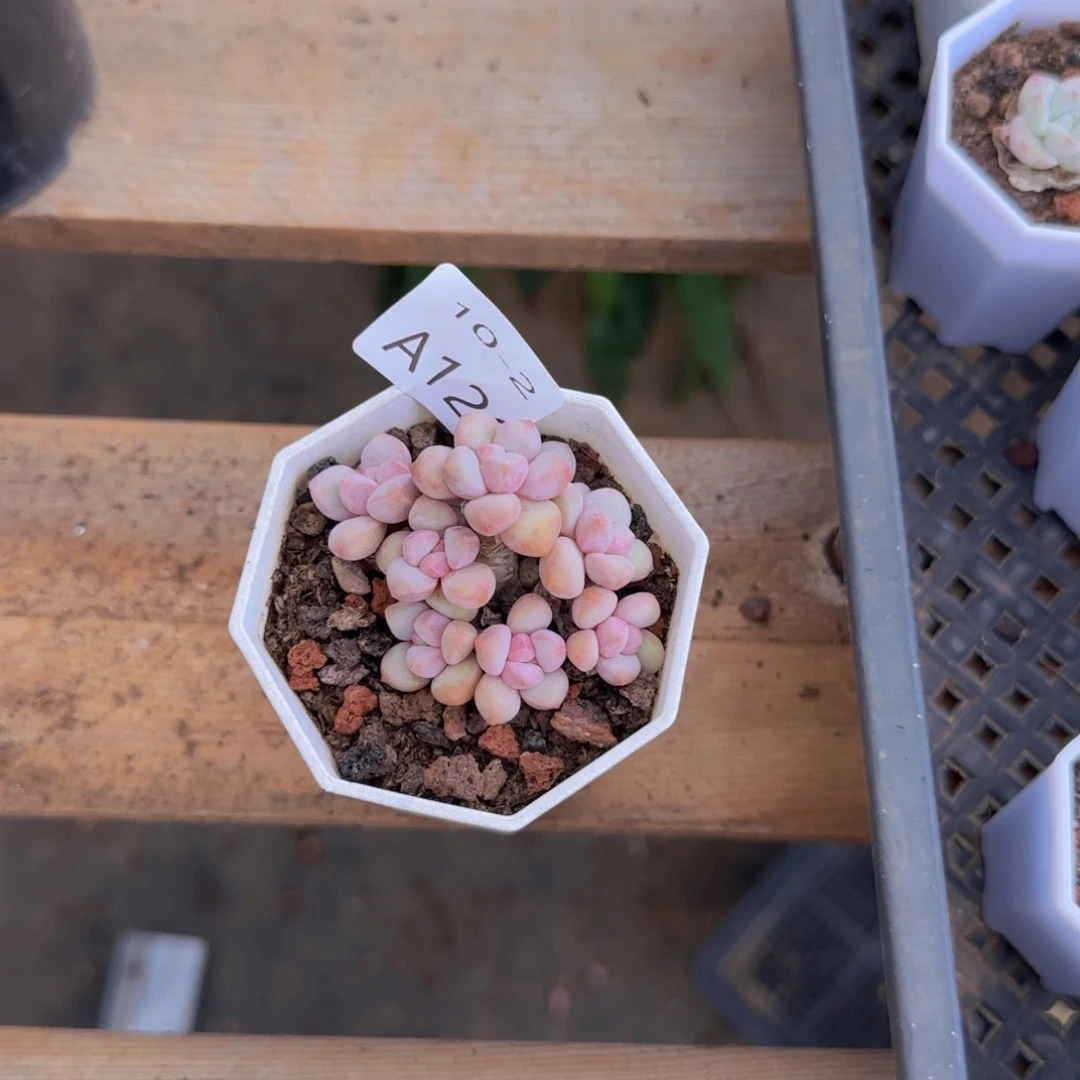 爱***己宝石奶酪老桩一颗脱土