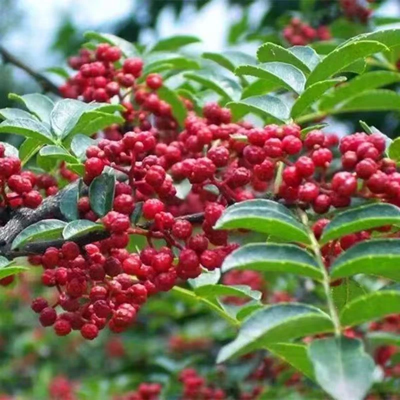 花椒树苗大红袍花椒树苗南方北方种植花椒苗阳台庭院种植花椒苗树