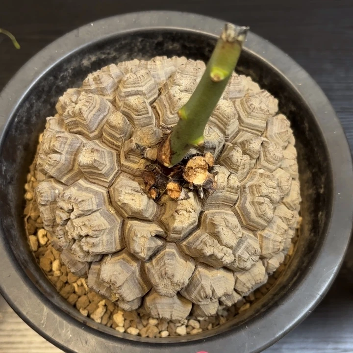 4号龟甲龙带盆包邮不退不换