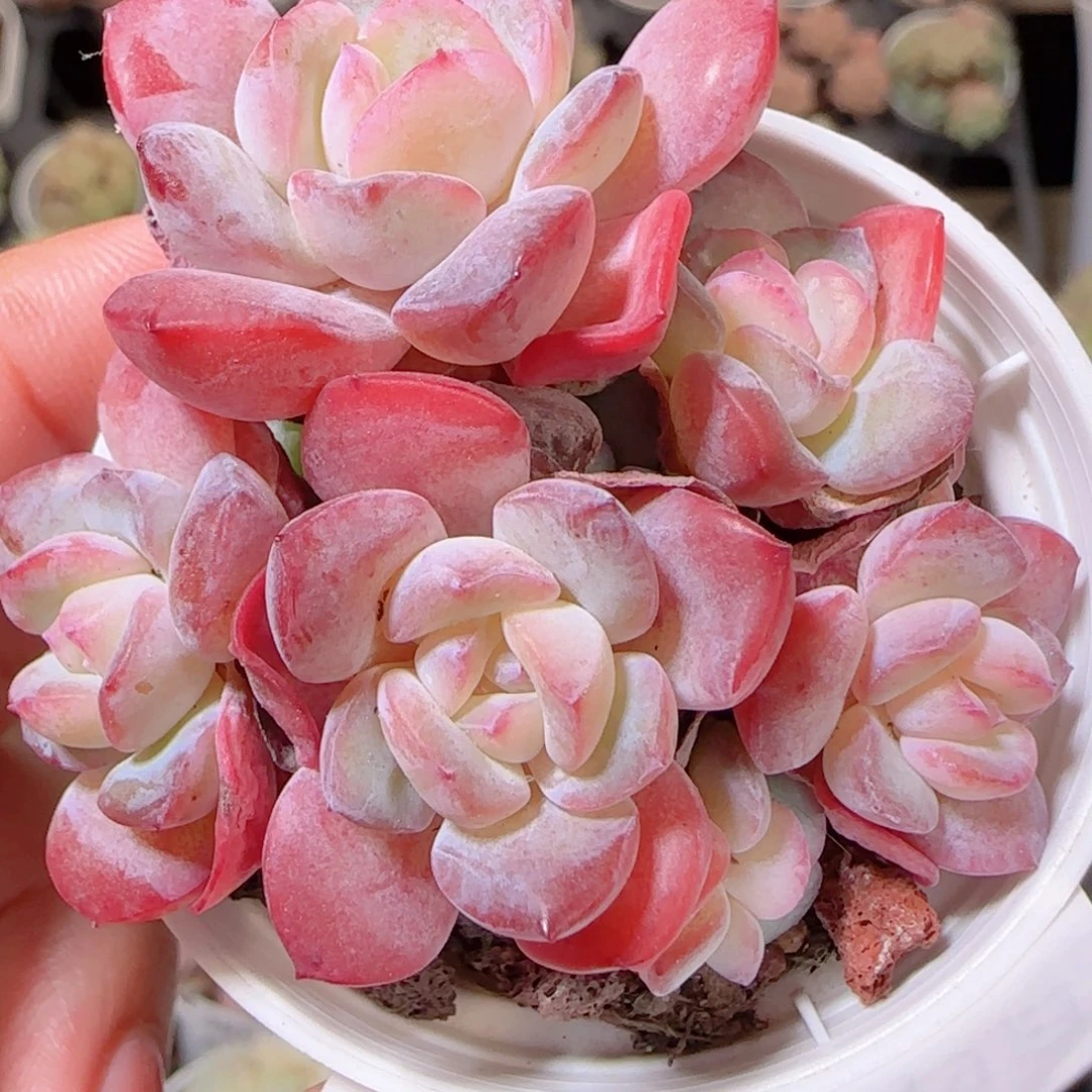 花语多肉1209-388荷花