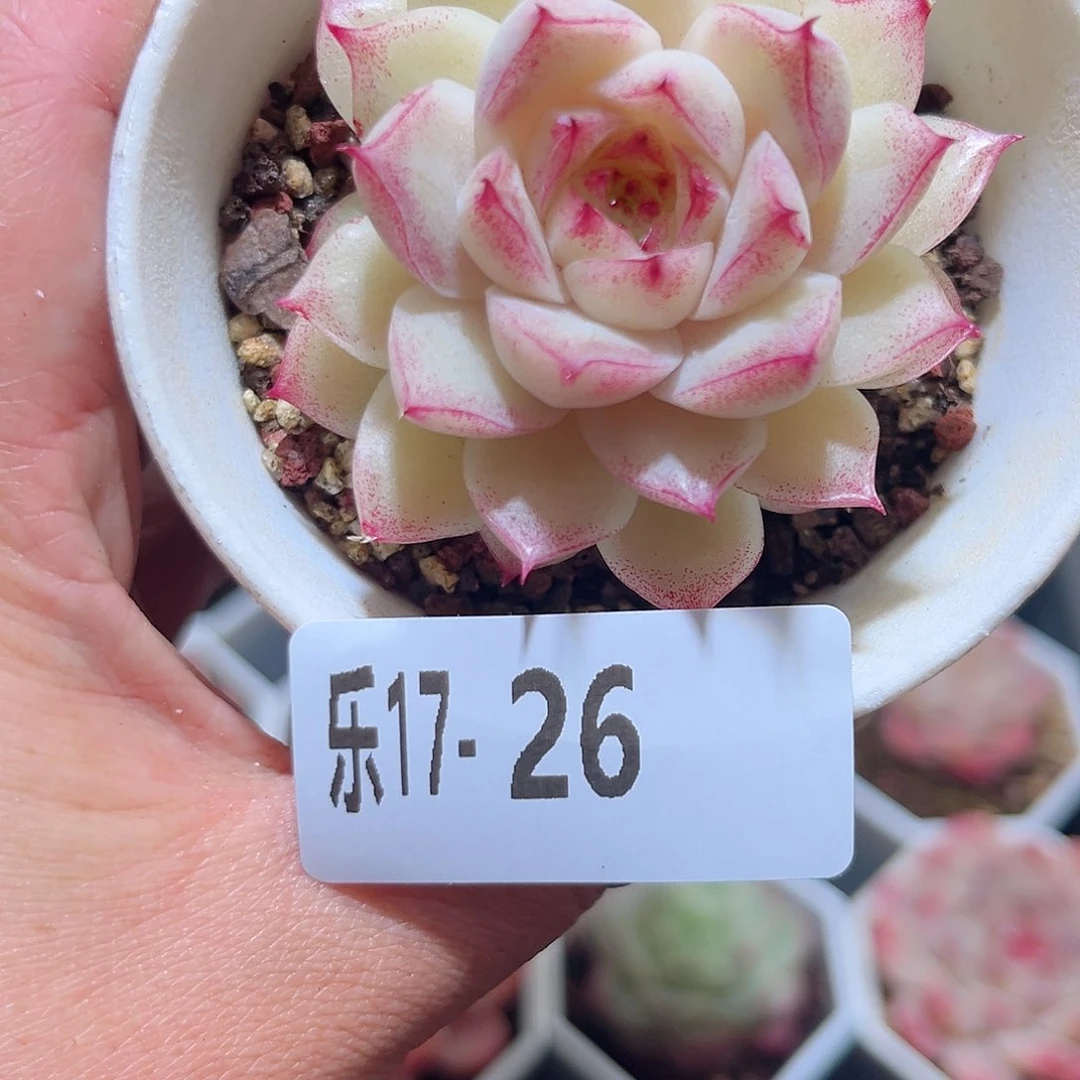 木乐17-26女王单头