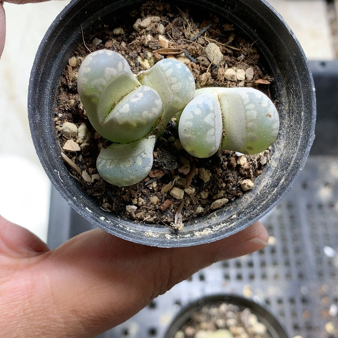 G216多肉植物保护研究所