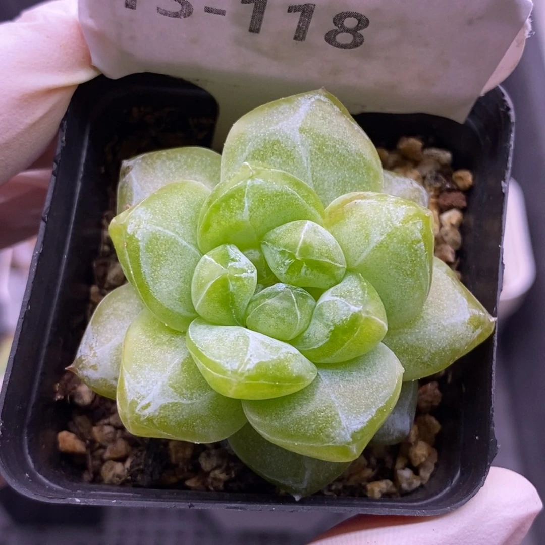 【闪购商品】13-118