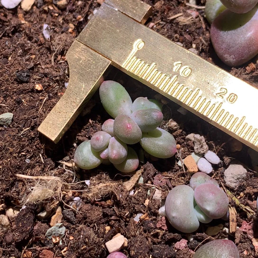 韩国彩虹奶酪多肉