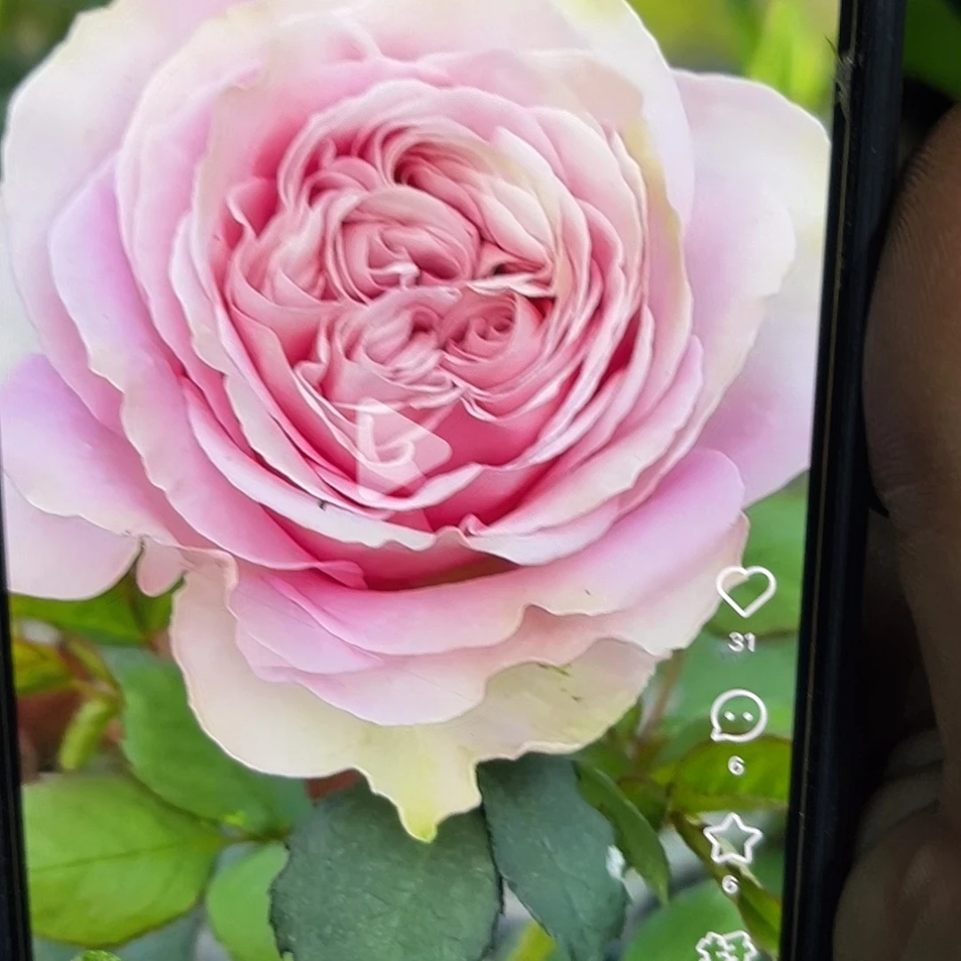 无花朵——-海蒂 福利款