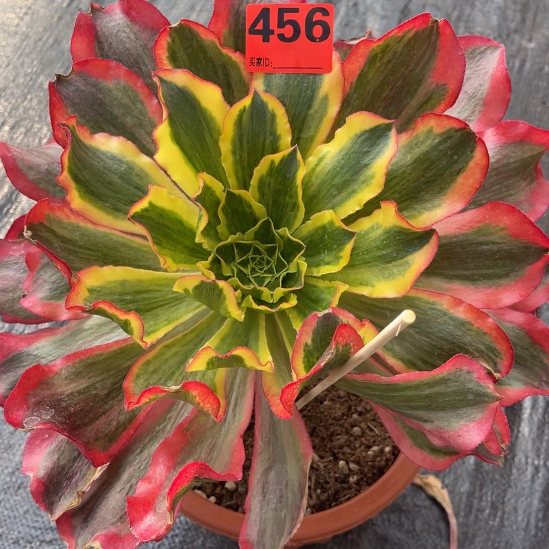 456多肉法师魅影