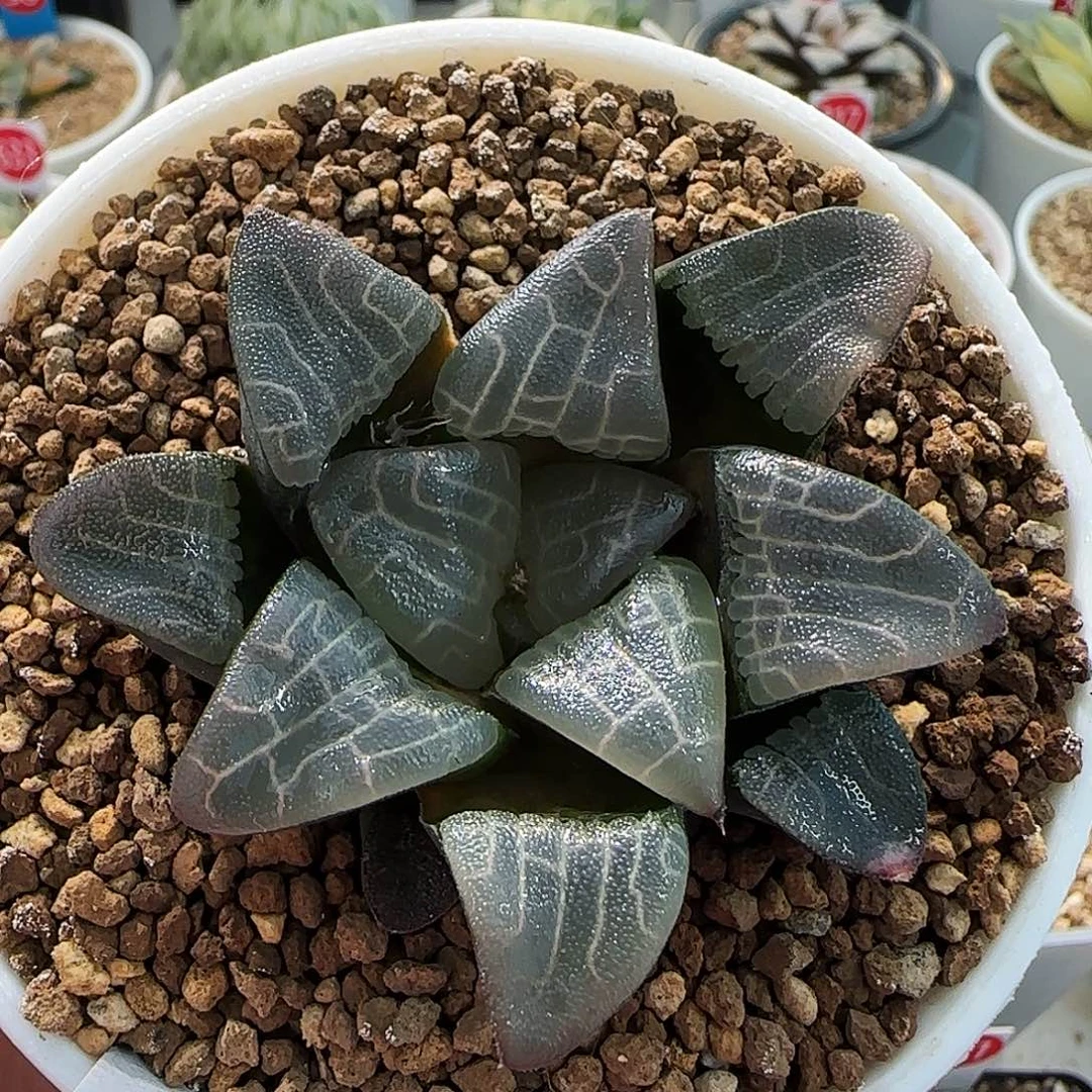 263号实生克一物一拍带盆土